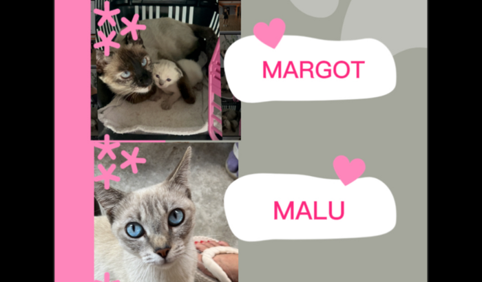 Resgate e esperança: Ajude a Margot, a Malu e seus filhotes