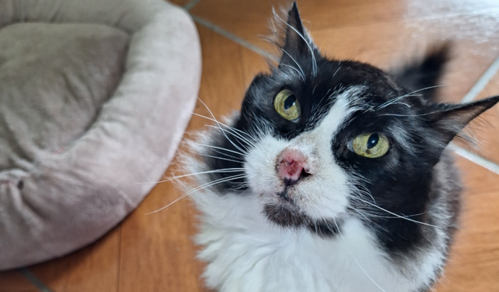 Tratamento do tumor da Lisa