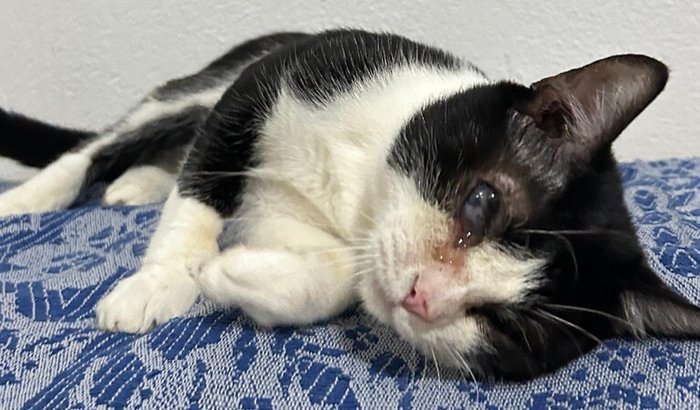 Enucleação do Tico e castração Criptorquidia!