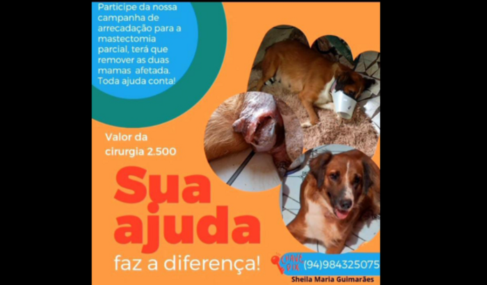 Pagar a cirurgia de mastectomia da minha cadela Safira, que estourou duas mamas amamentando. 