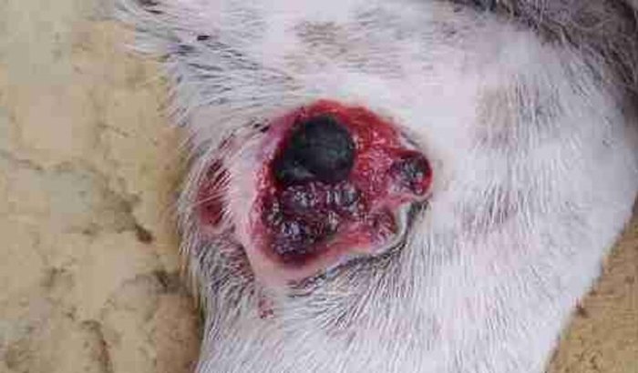 Ajuda na cirurgia da minha cadelinha