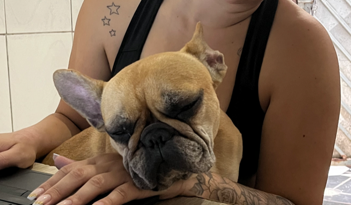 Ajudem a amora (buldogue francês)