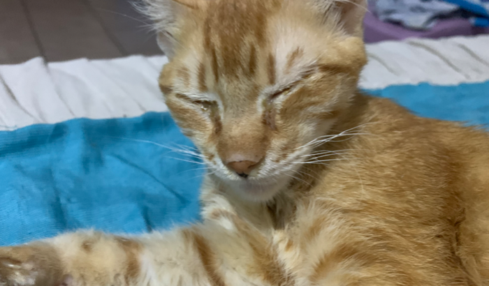 Ajude o gatinho Giorno