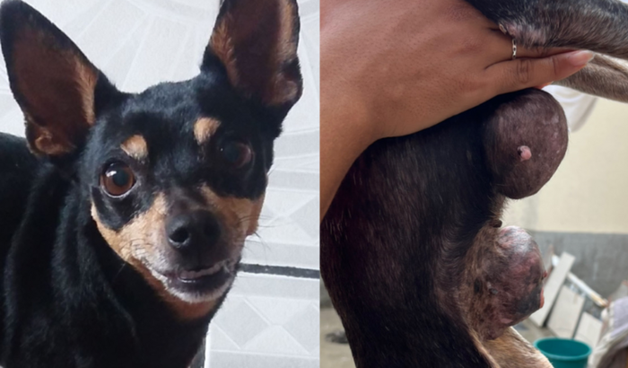 Ajude a Layla a viver mais e sem dor!