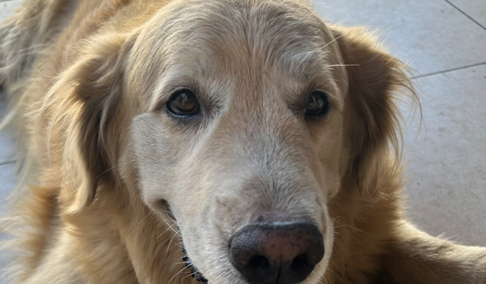 Remoção de Tumor do Téo, um golden de 7 anos