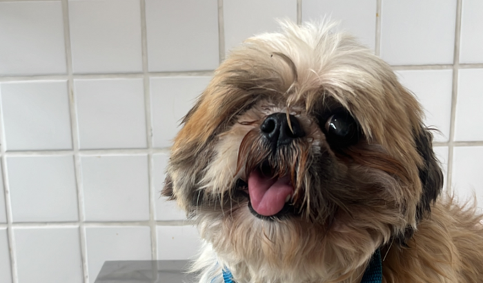 Shih tzu atropelado