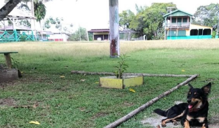 Castração cães e gatos -  Tumbira - Amazonas (fase 1- mês 05/25)