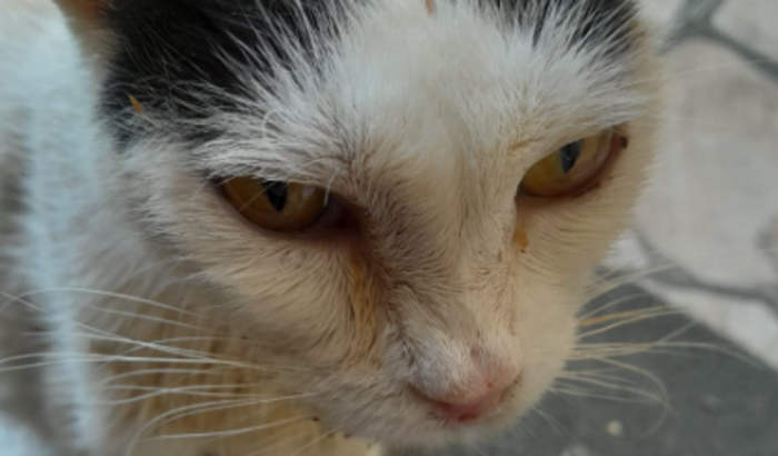 Ajude a Gatinha - Cirurgia Extração Dentária