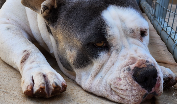 Cirurgia Oncológica Snow 