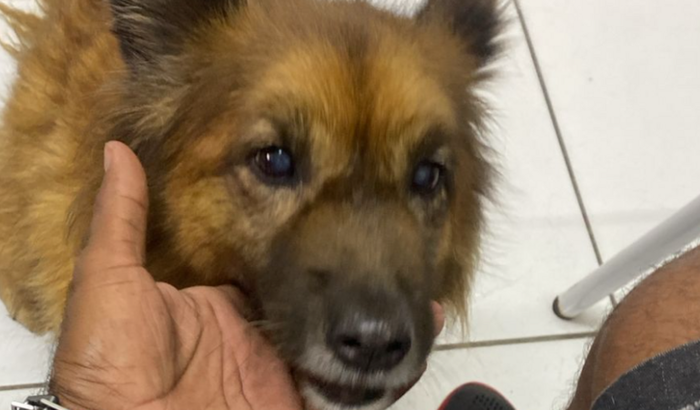 AJUDE A FOX A VOLTAR A ANDAR