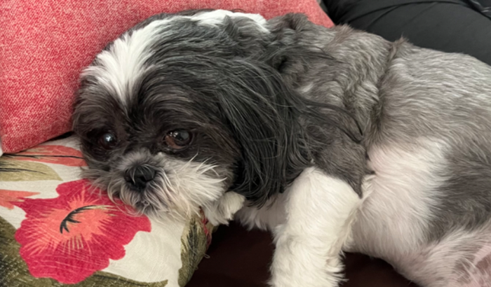 O Bento precisa da sua ajuda!