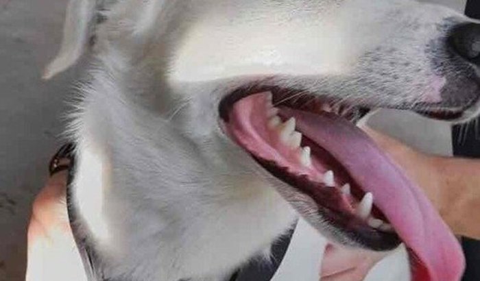  Ajude nosso AUmigo Thor em sua casa nova 🐶🏠🥰