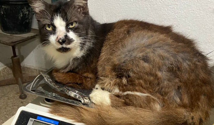 Ajude o gatinho Mortadela!!