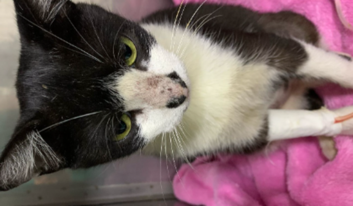 Ajude o Gatinho Romeu