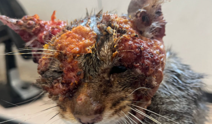 AJUDE O GAEL A SE CURAR DA ESPOROTRICOSE