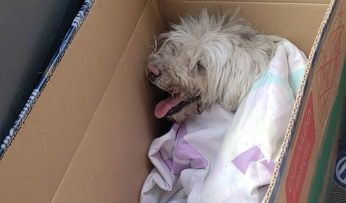 Ajuda para a Algodão