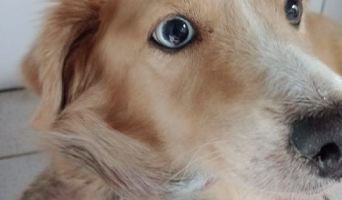 Ajude nos à operar a Bela (Tumor no pescoço)