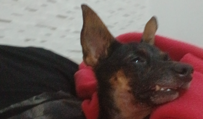 Ajude o thor a fazer sua cirurgia