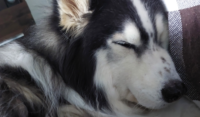 Vaquinha para tratamento da displasia coxofemoral de um huskynho