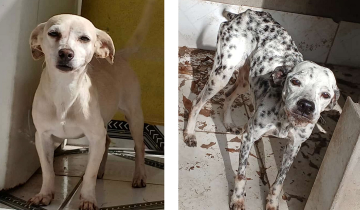 Ajuda para alimentar duas princesas🐶