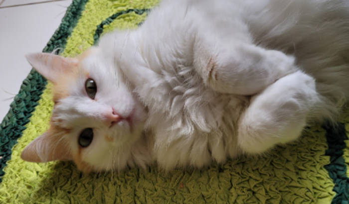 Ajuda para tratar minha gatinha Saori