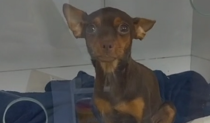 Salvando a cadelinha Luna