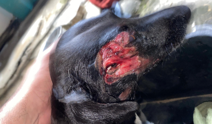 Ajuda para arcar com os custos do tratamento da Pretinha