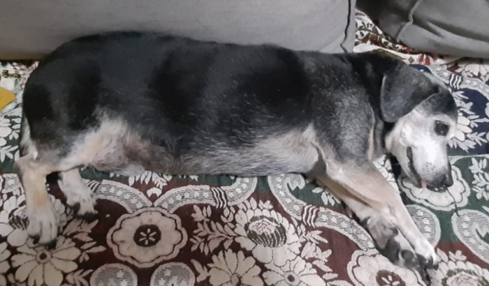 Ajude na cirugia do Binho