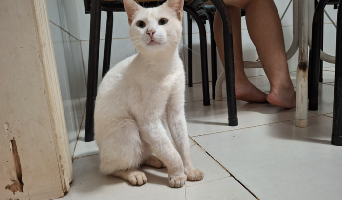 Salve o gatinho Muriçoca 