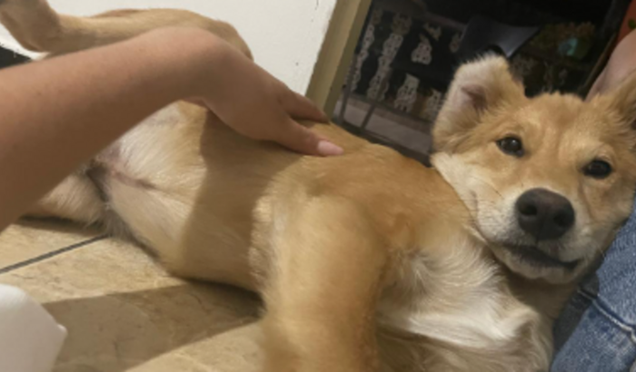 Cirurgia de Emergência do Pollo