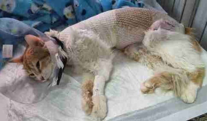 Ajuda p/ Minha Gata Solange (SOL)