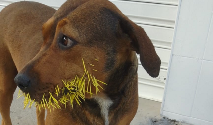 Ajuda para retirada dos espinhos dos Vira-latas
