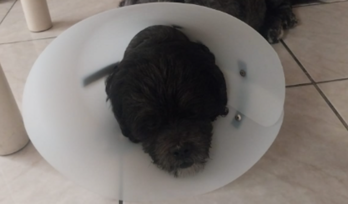 Ajude o Thor! Ele rompeu o ligamento e não consegue andar.