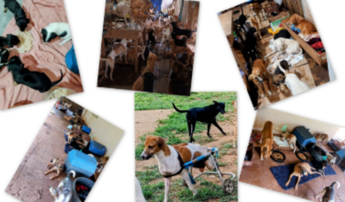 Ajude a ONG Patinha Feliz a continuar seu lindo trabalho