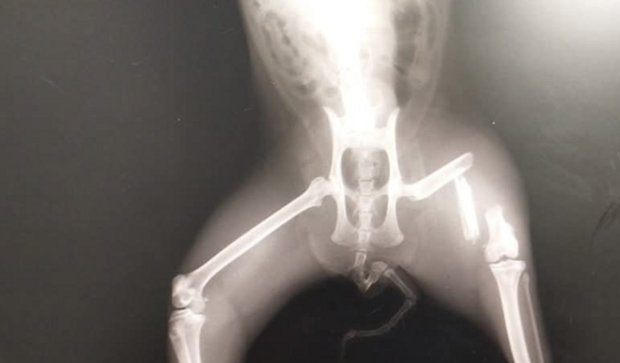 Minha gata que quebrou a perna 