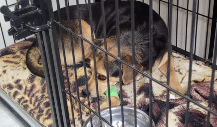 Ajude a cachorrinha Judete