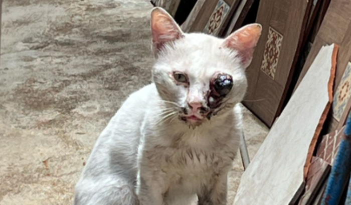 cirurgia para gatinho 