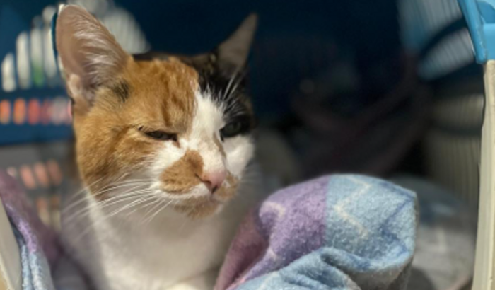 Ajuda na internação da Mimi