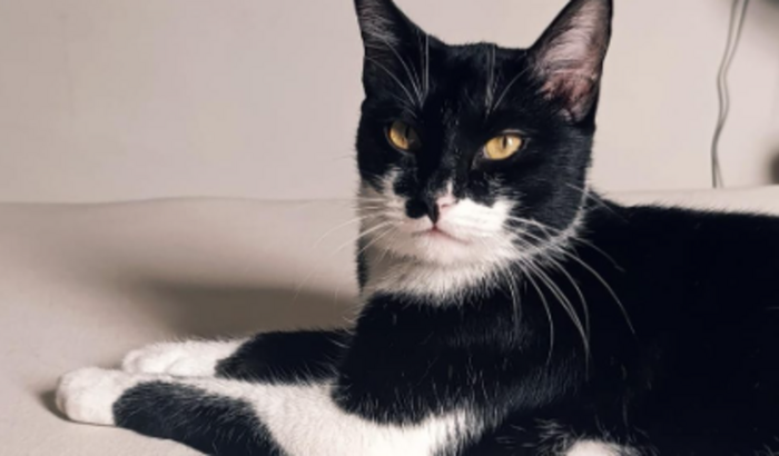 Ajuda no tratamento do Gatinho Bruno