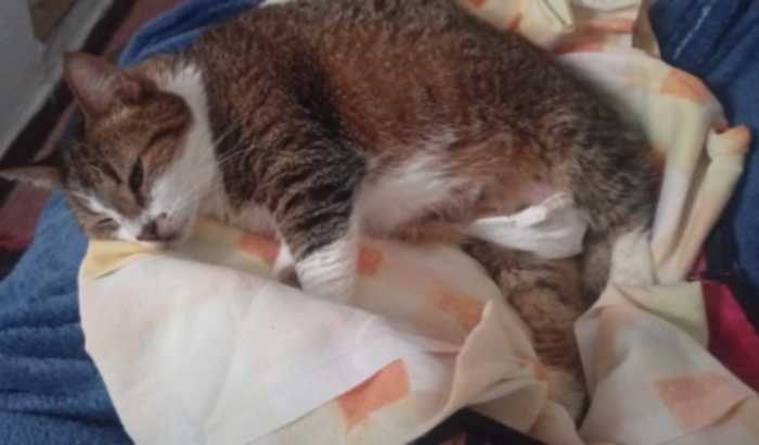 Campanha solidária para curar a Kanuxa do câncer de mama!