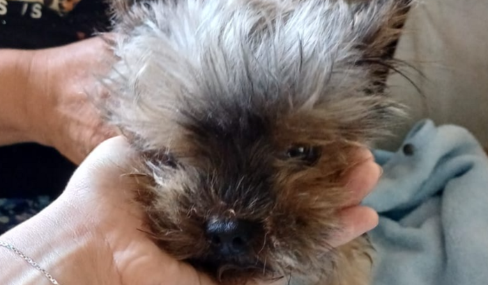 Vaquinha solidária pro ted (Yorkshire)