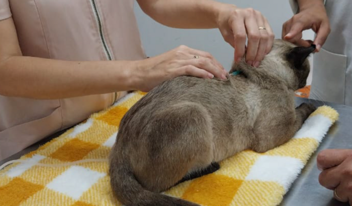 Ajuda pra salvar meu gatinho