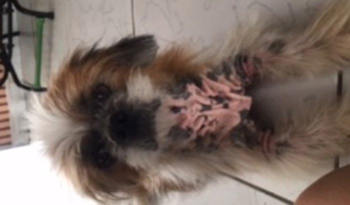 Ajude Thor com o tratamento