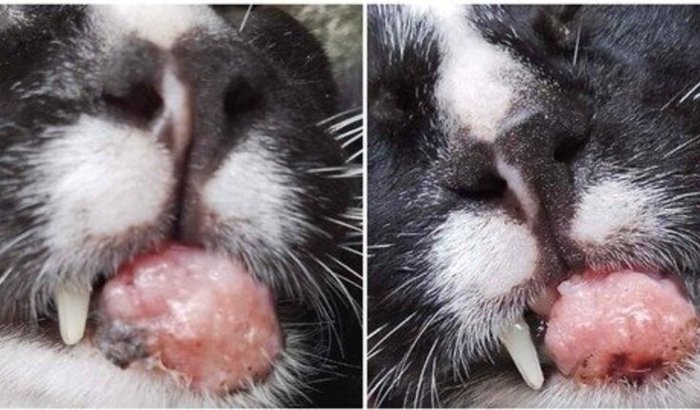 Juntos pelo Janailton