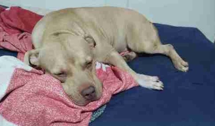 Ajudar com os exames do Preju