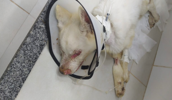 Ajudar custear clínica com cachorro internado