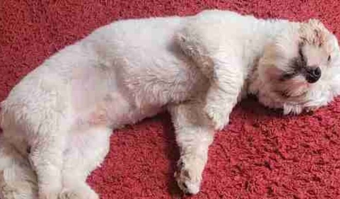 Ajude o Thor a se recuperar.