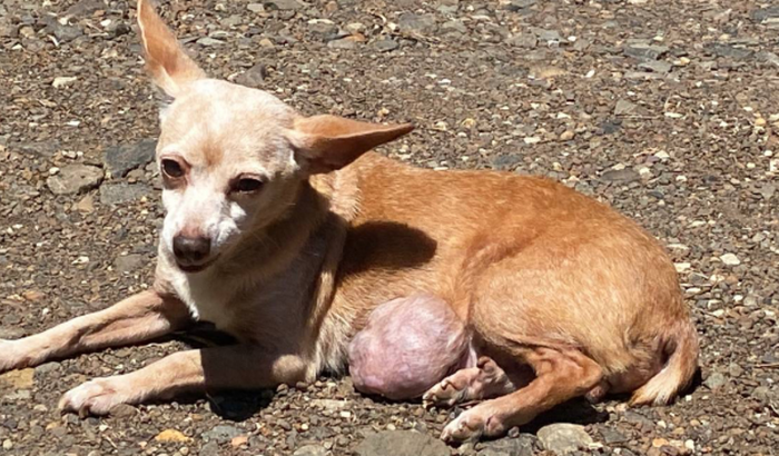 Ajude Nina - tik tok @ajuda.nina