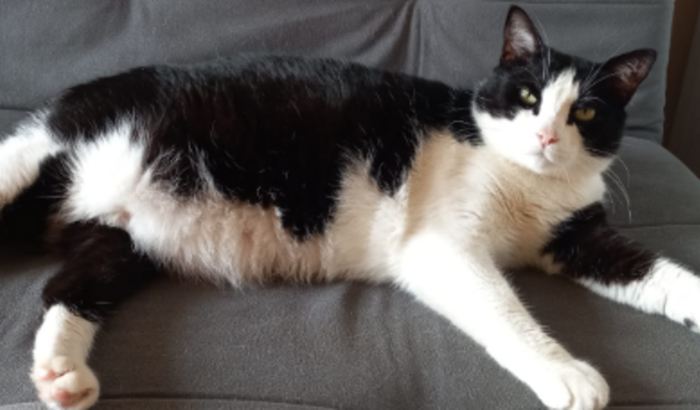 Ajude o frajolinha Mané