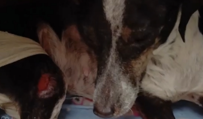 Ajuda para o tratamentos dos meus cães no veterinário